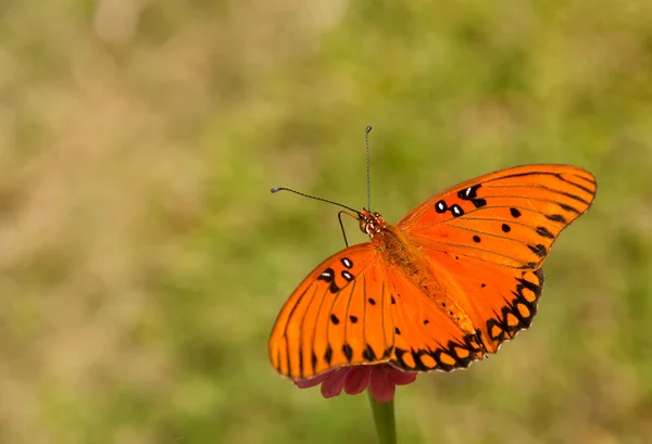 Vista dorsal de una colorida mariposa fritilaria del Golfo — Foto de Stock