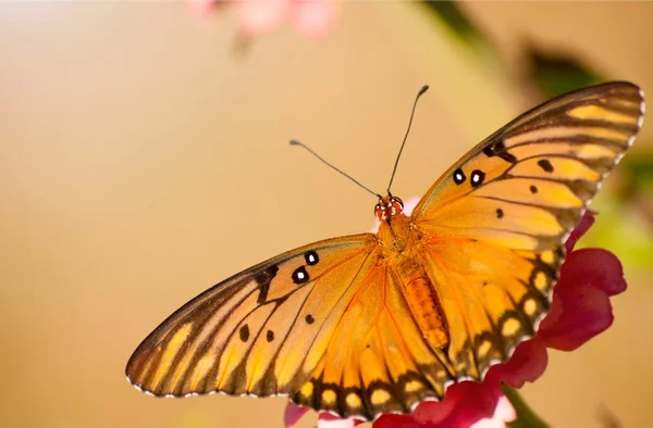 Körfez fritillary kelebek, dorsal görünümü — Stok fotoğraf