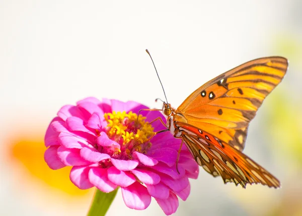 Papillon fritillaire du Golfe orange et argenté — Photo