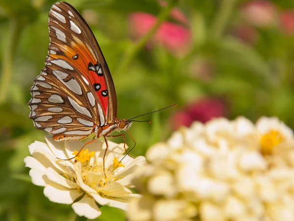 Brillanter silberner und orangefarbener Golf-Schmetterling — Stockfoto