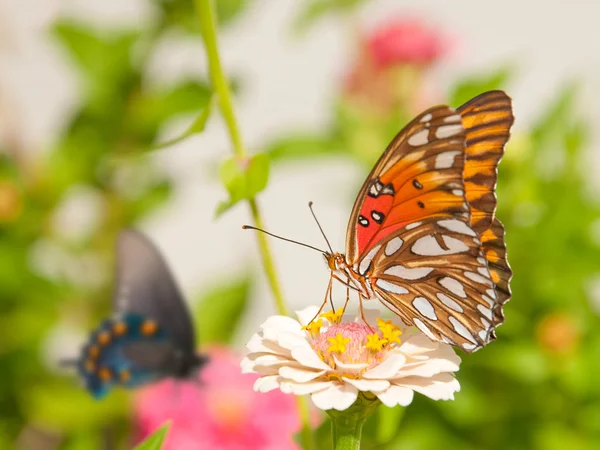 Agraulis vanillae, Gulf Friilary butterfly — стоковое фото
