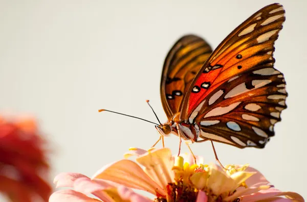 Vista ventral da borboleta de Agraulis vanillae contra fundo claro — Fotografia de Stock