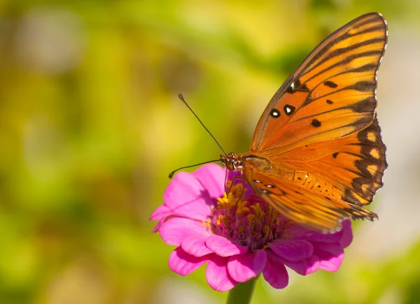 Orangefarbener, schwarzer und silberner Golf-Schmetterling — Stockfoto