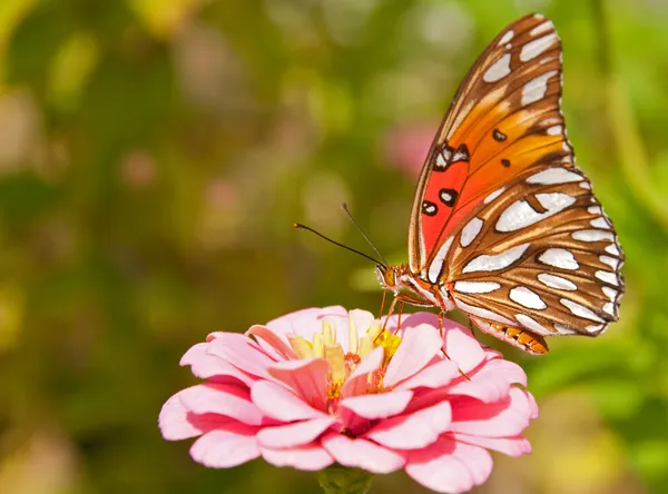 Agraulis vanillae、湾岸ヒョウモンドクチョウという蝶を給餌 — ストック写真