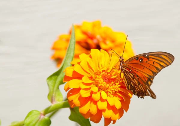 Papillon fritillaire du Golfe se nourrissant d'une Zinnia orange assortie — Photo