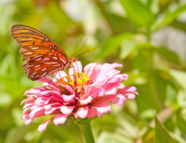 Gulf Fritillary butterfly — Stock Photo, Image