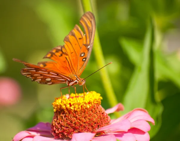 Záliv fritillary motýl krmení na růžové cínie — Stock fotografie