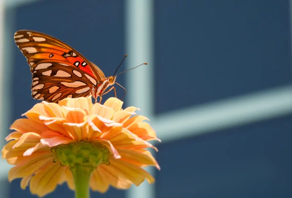 Krásný záliv fritillary motýl krmení na korálové barevné cínie — Stock fotografie