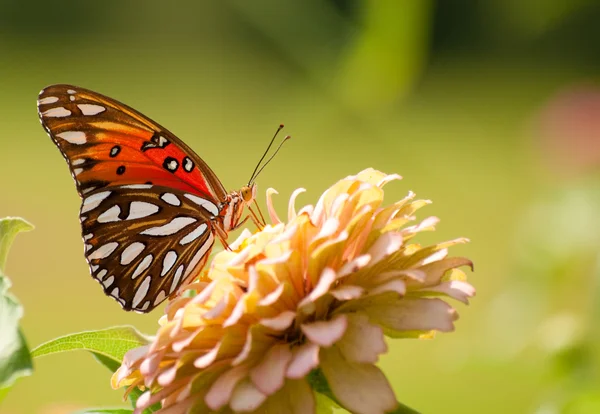 Farfalla Fritillare del Golfo che si nutre di un fiore leggero di Zinnia — Foto Stock