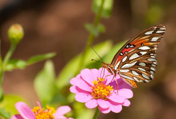 Colorful Gulf Fritillary Butterfly feeding on Zinnia — Stock Photo, Image