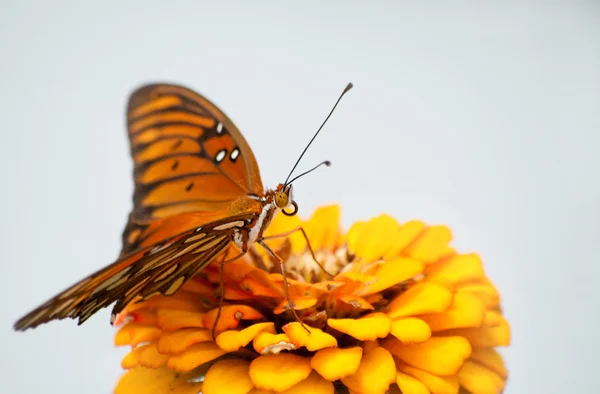Бабочка из Мексиканского залива на апельсиновой циннии — стоковое фото