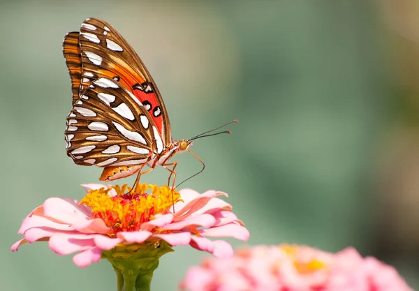 Piękna zatoka malinowiec motyl karmienia na Cynia — Zdjęcie stockowe