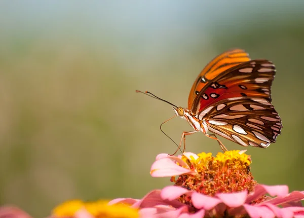 Delicate Gulf Fritillary Butterfly — Stok Foto
