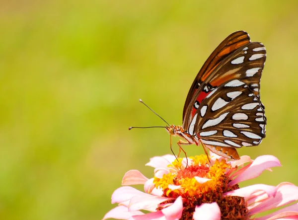 緑の背景に対して供給美しいヒョウモンドクチョウ — ストック写真