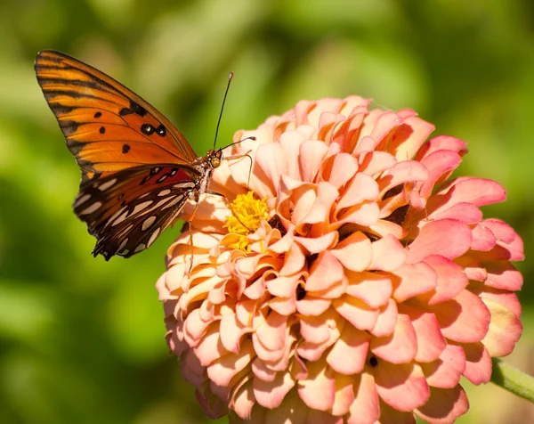 Beautiful Gulf Fritillary butterfly feeding — Stock Photo, Image