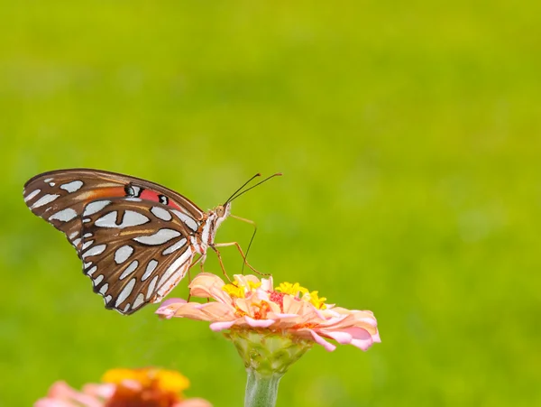 Colorful Gulf Fritillary butterfly feeding on Zinnia — Stock Photo, Image
