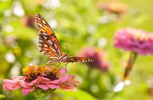Vackra mexikanska pärlemorfjäril i starkt solljus — Stockfoto
