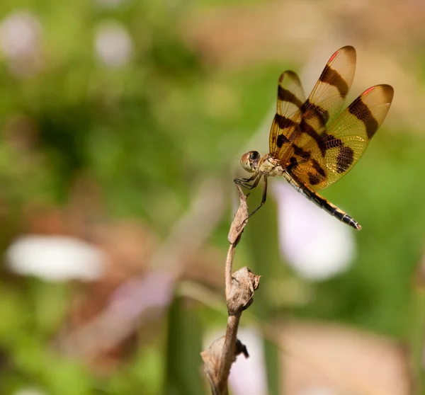 万圣节锦旗蜻蜓栖息在干涸花卉秸秆上 — 图库照片