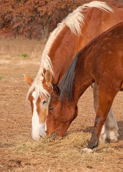 Две лошади делят сено на сухом осеннем пастбище — стоковое фото