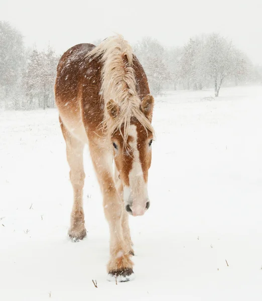 Belçikalı taslak at yürüyüş ağır kar fırtınası içinde — Stok fotoğraf