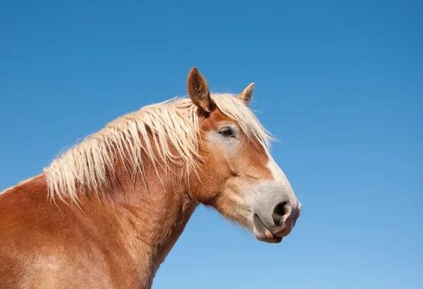 Великолепная бельгийская лошадь против голубого неба — стоковое фото
