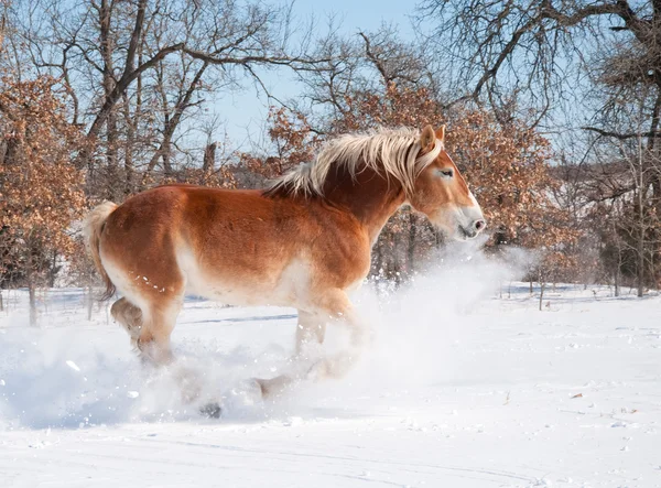 Prachtige Belgische trekpaard opladen via diepe sneeuw — Stockfoto