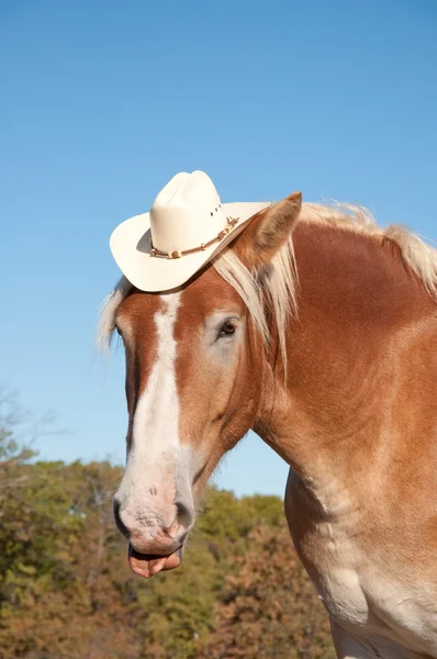 Imagem cômica de um belo cavalo belga Draft usando um chapéu de cowboy — Fotografia de Stock