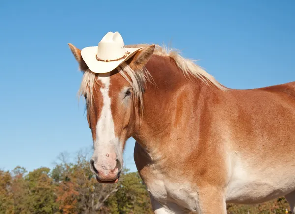 Funny image of a blond Belgian Draft horse wearing a cowboy hat — Stock Photo, Image