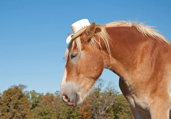 Бельгийская лошадь в ковбойской шляпе выглядит грустной — стоковое фото