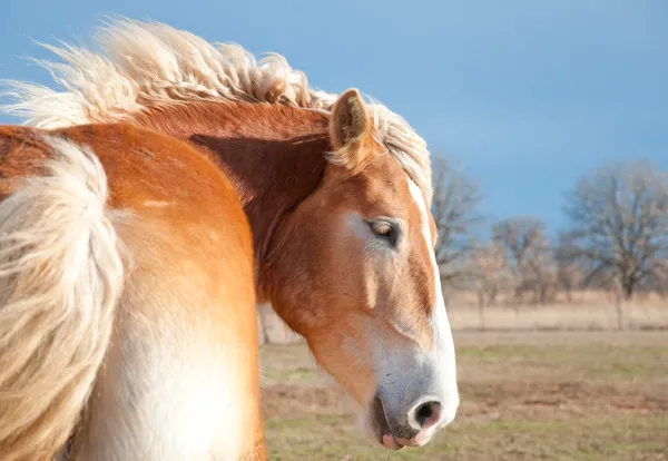 Bella bionda belga Draft cavallo con la sua criniera di volo — Foto Stock