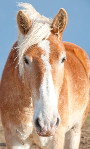 ベルギーのドラフト馬の顔 — ストック写真
