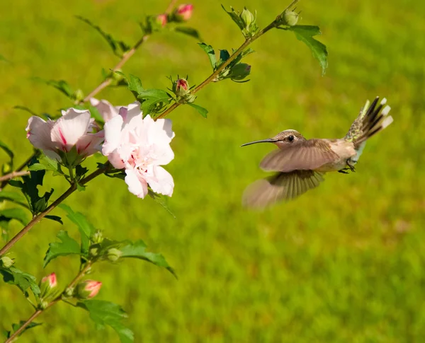 Ruby - throated hummingbird unosić się — Zdjęcie stockowe