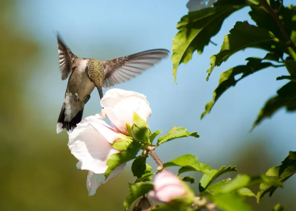 Ruby - Vitstrupig hummingbird livnär sig på en althea blomma — Stockfoto