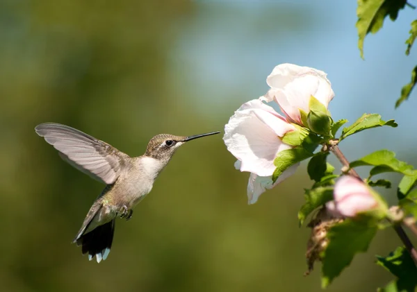 Krásný kolibřík rubínohrdlý krmení — Stock fotografie