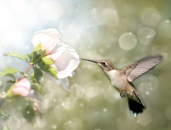 Immagine da sogno di un colibrì dalla gola rubino — Foto Stock