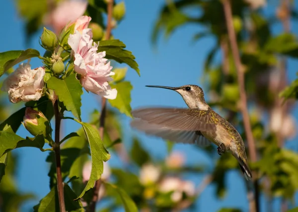 Ženské kolibřík rubínohrdlý chystá živit na květině althea — Stock fotografie
