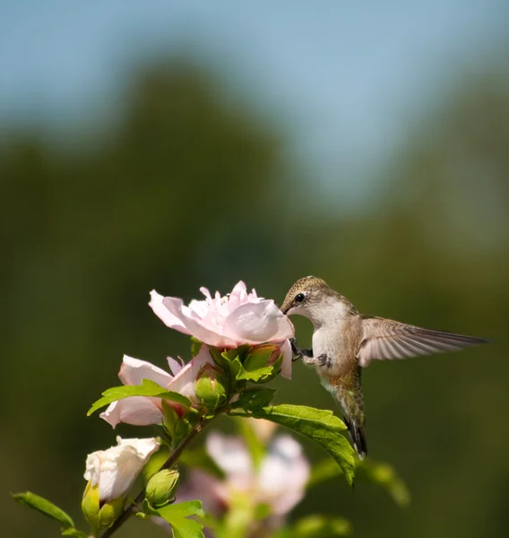 Tiny Hummingbird feeding — Stock Photo, Image