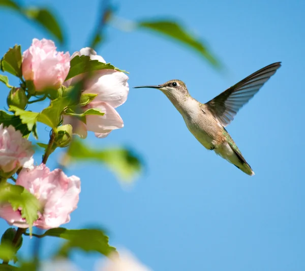 Ženské kolibřík rubínohrdlý krmení na althea květ — Stock fotografie
