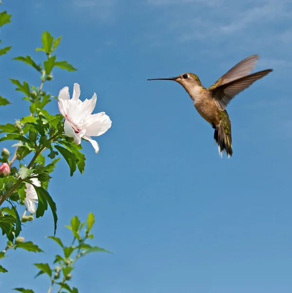 Ruby-throated hummingbird feeding on Althea — Stock Photo, Image