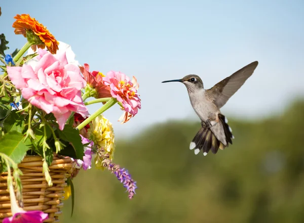Juvenil Hummingbird macho pairando ao lado de um cesto cheio de flores — Fotografia de Stock