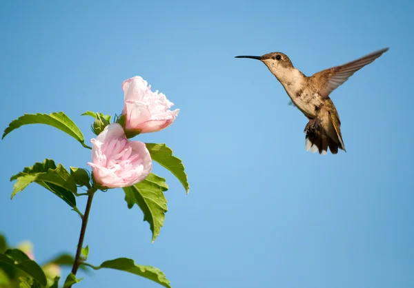 Piękne kobiece ruby - throated hummingbird — Zdjęcie stockowe