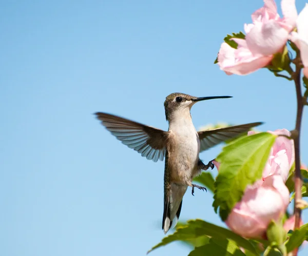 Liten kolibri klängande på en althea blomma med ena foten — Stockfoto