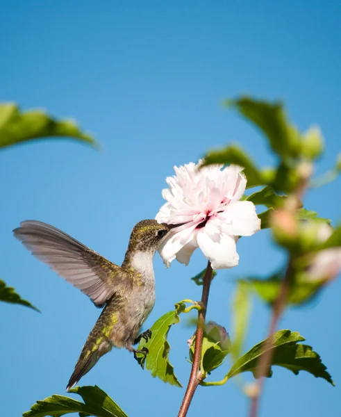 Красивая маленькая колибри цепляется за лист — стоковое фото