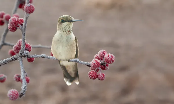 Einsamer, kalter junger Kolibri auf einem frostigen Ast — Stockfoto