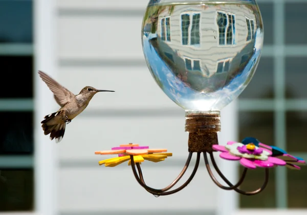 Hummingbird på mataren i trädgården av ett hus — Stockfoto