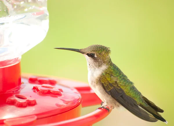 Schöne junge männliche Kolibri sitzt auf einem Futterhäuschen — Stockfoto