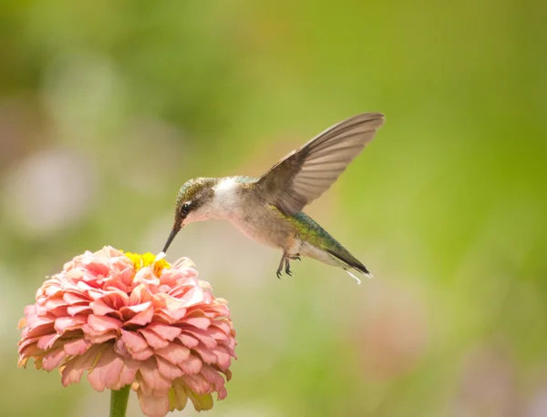 Krásný Kolibřík krmení na světle růžové cínie — Stock fotografie