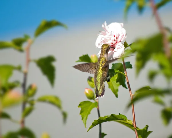 Ruby - throated hummingbird karmienia na kwiat althea — Zdjęcie stockowe