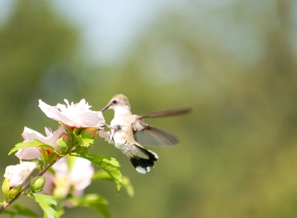 Drobné ženské Kolibřík krmení na květ bílý althea — Stock fotografie
