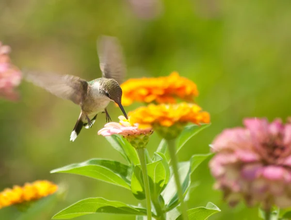 Małe hummingbird karmienia na kwiat w ogrodzie — Zdjęcie stockowe